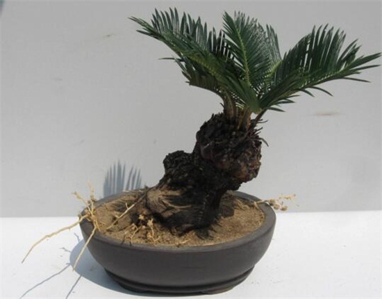 铁树如何养枝叶更茂盛，掌握六大要点养殖出茂盛的铁树