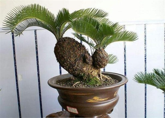 铁树如何养枝叶更茂盛，掌握六大要点养殖出茂盛的铁树