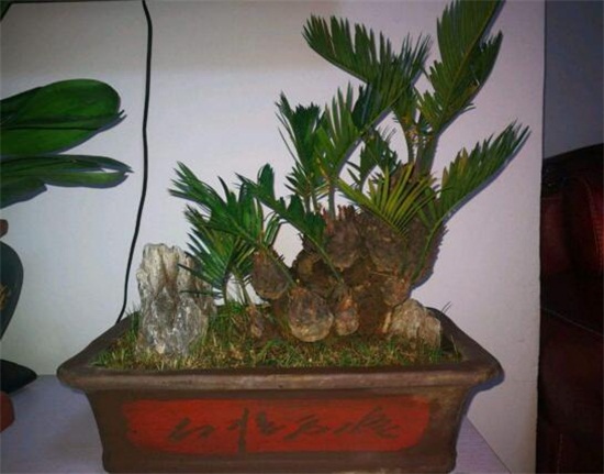 铁树如何养枝叶更茂盛，掌握六大要点养殖出茂盛的铁树