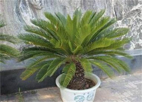 铁树如何养枝叶更茂盛，掌握六大要点养殖出茂盛的铁树