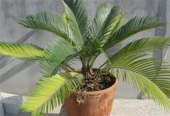 铁树如何养枝叶更茂盛，掌握六大要点养殖出茂盛的铁树