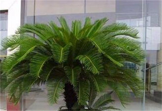 铁树如何养枝叶更茂盛，掌握六大要点养殖出茂盛的铁树