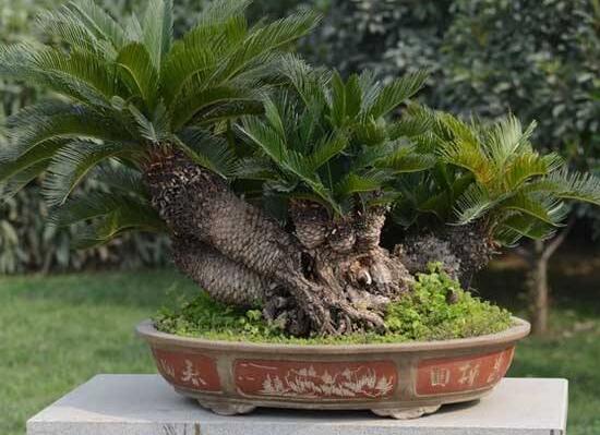 家里为何不能养铁树，风水不好还会招惹灾难(断子孙缘)