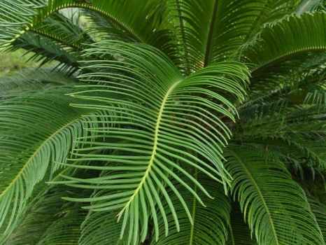 四川铁树 铁树的种类:种类大全并附图