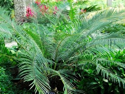 华南苏铁 铁树的种类:种类大全并附图