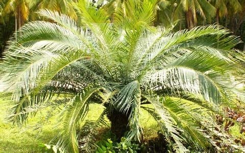 海南苏铁 铁树的种类:种类大全并附图