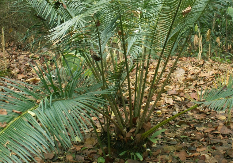 云南苏铁 铁树的种类:种类大全并附图