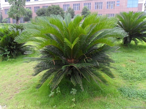 台湾铁树 铁树的种类:种类大全并附图