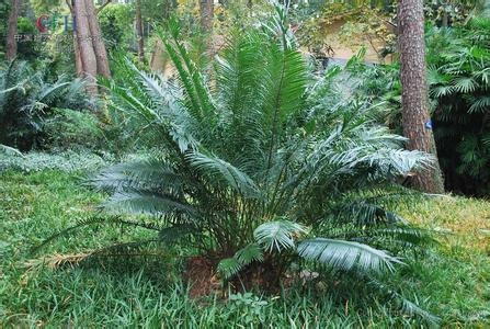 篦齿苏铁 铁树的种类:种类大全并附图