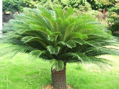 四川苏铁 铁树的种类:种类大全并附图