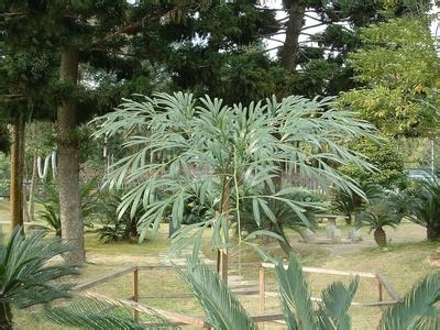叉叶苏铁 铁树的种类:种类大全并附图