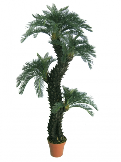 巴西铁树 铁树的种类:种类大全并附图