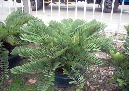 南美苏铁 铁树的种类:种类大全并附图