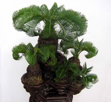 铁树叶子发黄：常见原因是新陈代谢