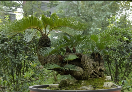 铁树 铁树的功效与作用:除痰止嗽 益气润颜