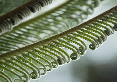 铁树嫩叶 铁树的功效与作用:除痰止嗽 益气润颜