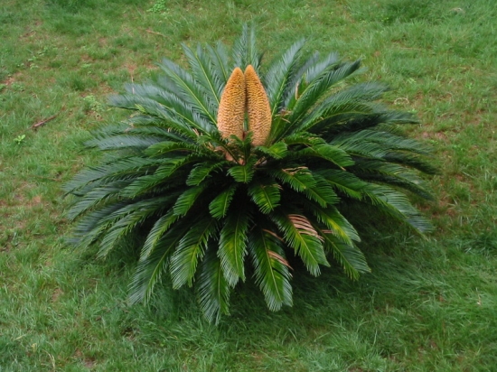 铁树的作用 铁树的功效与作用:除痰止嗽 益气润颜