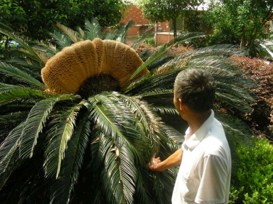 铁树开花 铁树的功效与作用:除痰止嗽 益气润颜