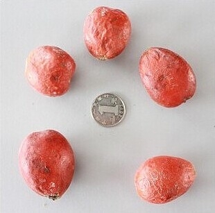 铁树种子如何种植：播种前种子要处理