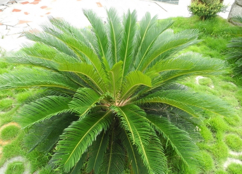 铁树种子如何种植：播种前种子要处理