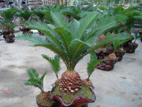 铁树种子如何种植：播种前种子要处理