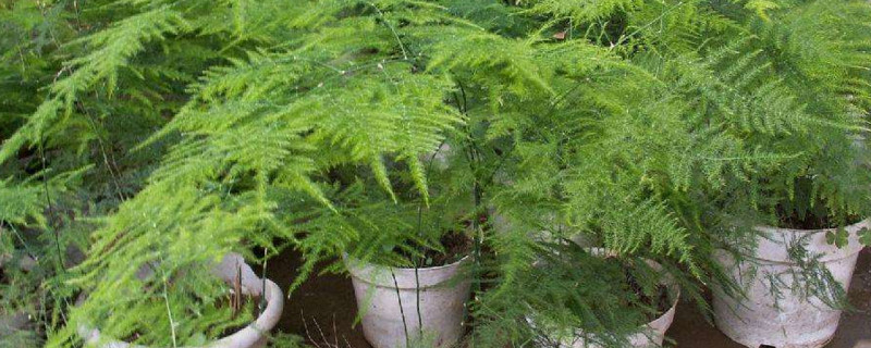 文竹窜杆如何回事