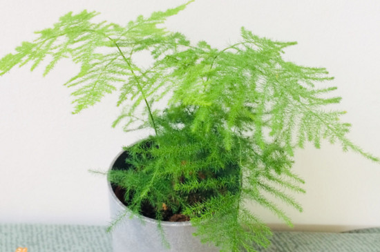 文竹窜杆如何回事