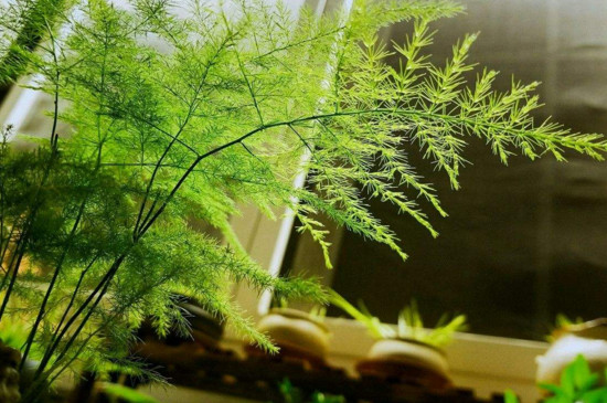 文竹窜杆如何回事