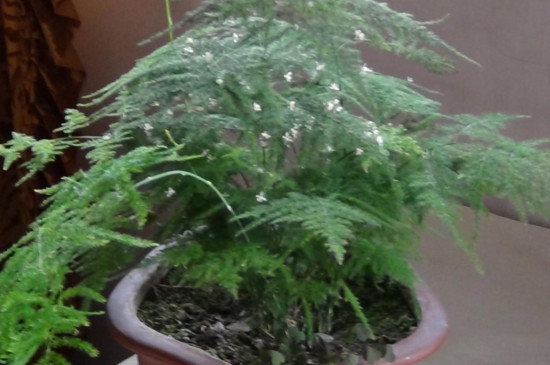 文竹发黄如何挽救视频