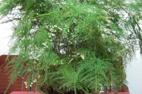 文竹发黄如何挽救视频