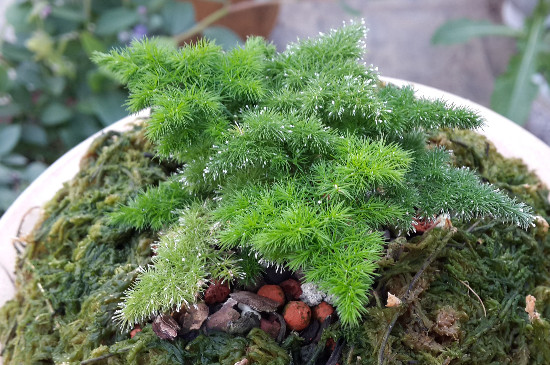 文竹发黄如何挽救视频