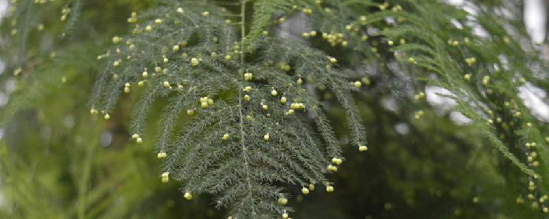 文竹干尖如何回事