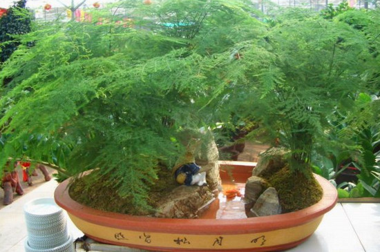 文竹干尖如何回事