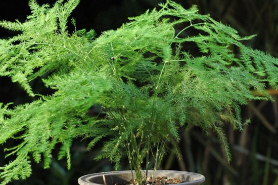 文竹干尖如何回事