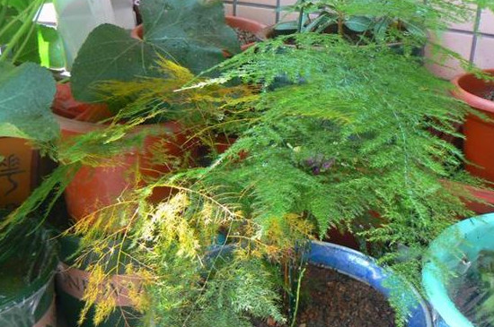 文竹干尖如何回事