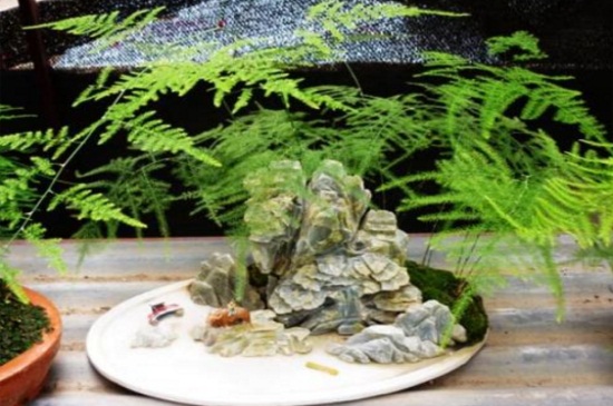 文竹用什么土养最好，肥沃疏松砂质土最佳