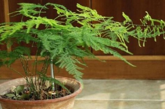 文竹长了一根很长的枝要如何办,截短长枝或搭建木架