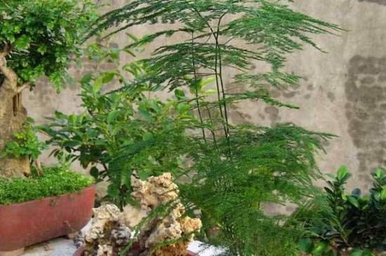 文竹长了一根很长的枝要如何办,截短长枝或搭建木架