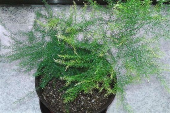 为何文竹不长叶子，盆土不适或进入休眠期