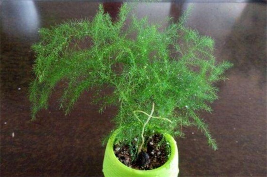 为何文竹不长叶子，盆土不适或进入休眠期