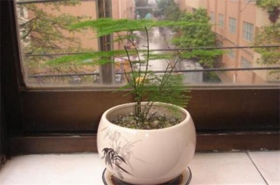 为何文竹不长叶子，盆土不适或进入休眠期