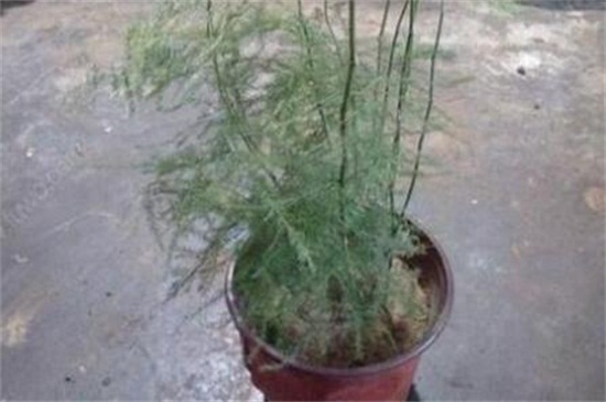 为何文竹不长叶子，盆土不适或进入休眠期