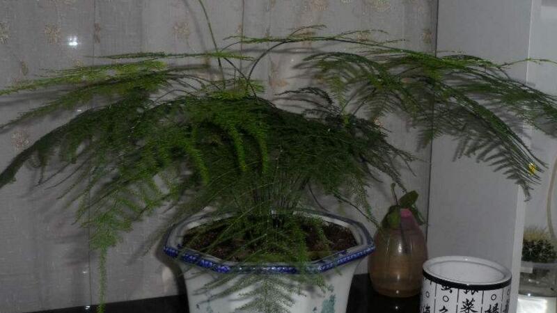 文竹为何会发黄