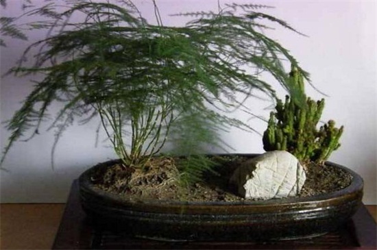 文竹如何养才能疯长,配制肥沃土壤养殖