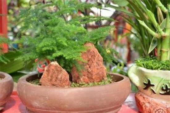 文竹如何养才能疯长,配制肥沃土壤养殖