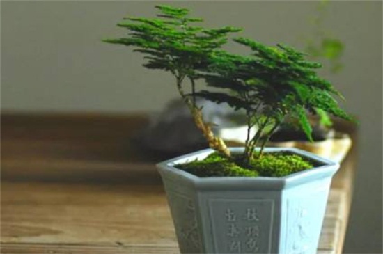 文竹剪到根部多久能发芽，养护得当15～30天便可发芽