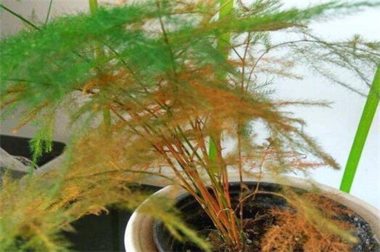 文竹底部黄叶什么原因,水肥不当和光照不足