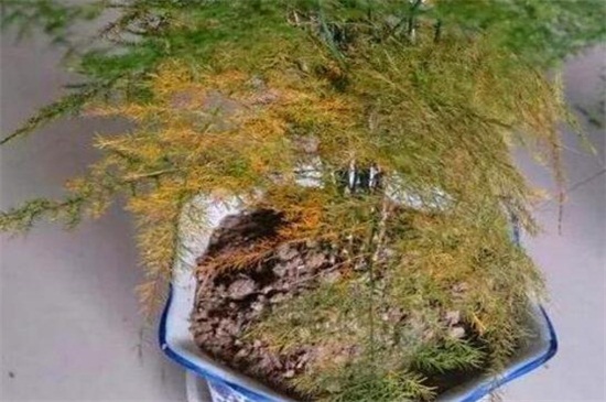 文竹底部黄叶什么原因,水肥不当和光照不足