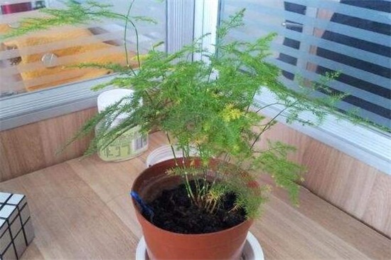 文竹底部黄叶什么原因,水肥不当和光照不足