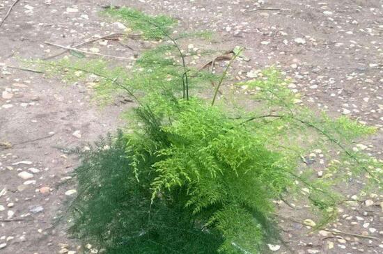 文竹叶子发黄的八大原因及修剪办法，对症处理酌情修剪